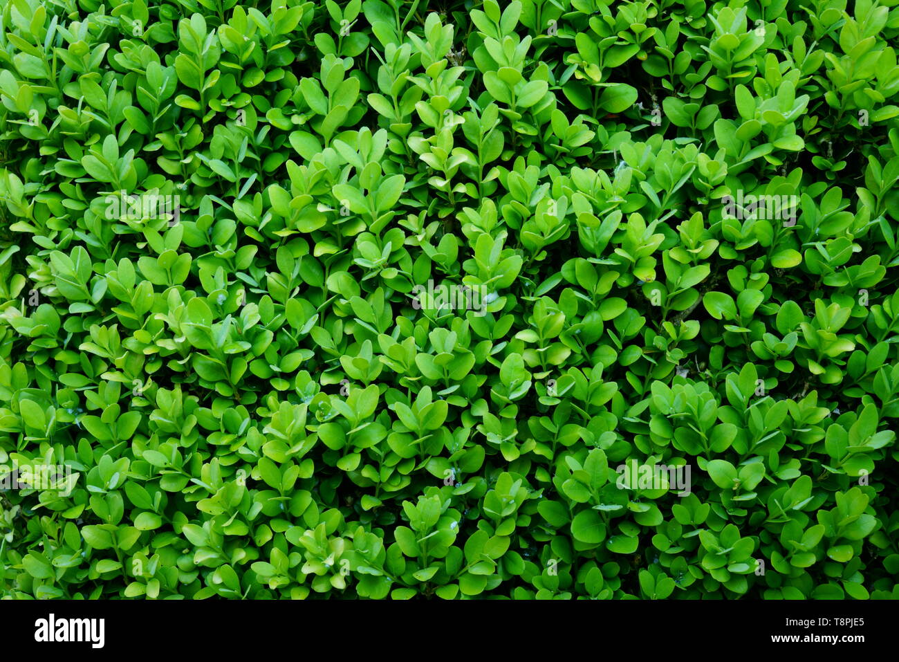 Grünen Wachstum einer Box Hedge. Stockfoto