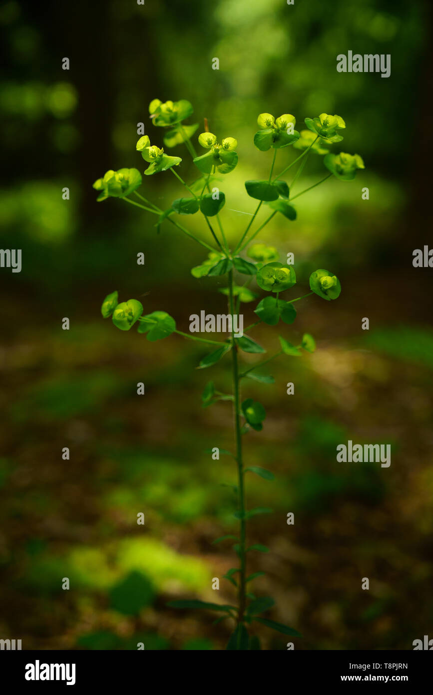 Holz wolfsmilch Euphorbia amygdaloides Blume Hintergrundbeleuchtung mit Sonnenlicht. Stockfoto