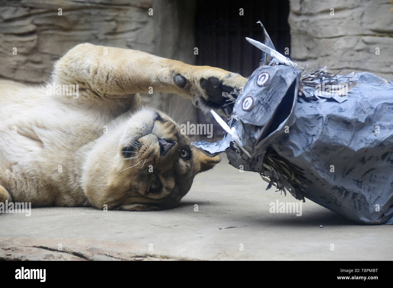 Zoo Olomouc, Tschechische Republik. 14 Mai, 2019. Barbary Löwin Lily spielt mit einem mock Wüste Warzenschwein zu simulieren Jagd in Zoo Olomouc, Tschechische Republik, am Dienstag, den 14. Mai 2019. Credit: Ludek Perina/CTK Photo/Alamy leben Nachrichten Stockfoto