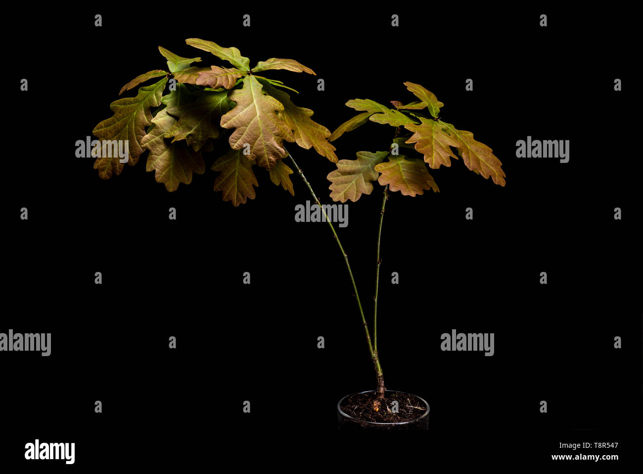 Low Key life science Bild des englischen Eiche Sämling. Schwarzer Hintergrund Quercus robur Sapling, junge Pflanzen. Stockfoto