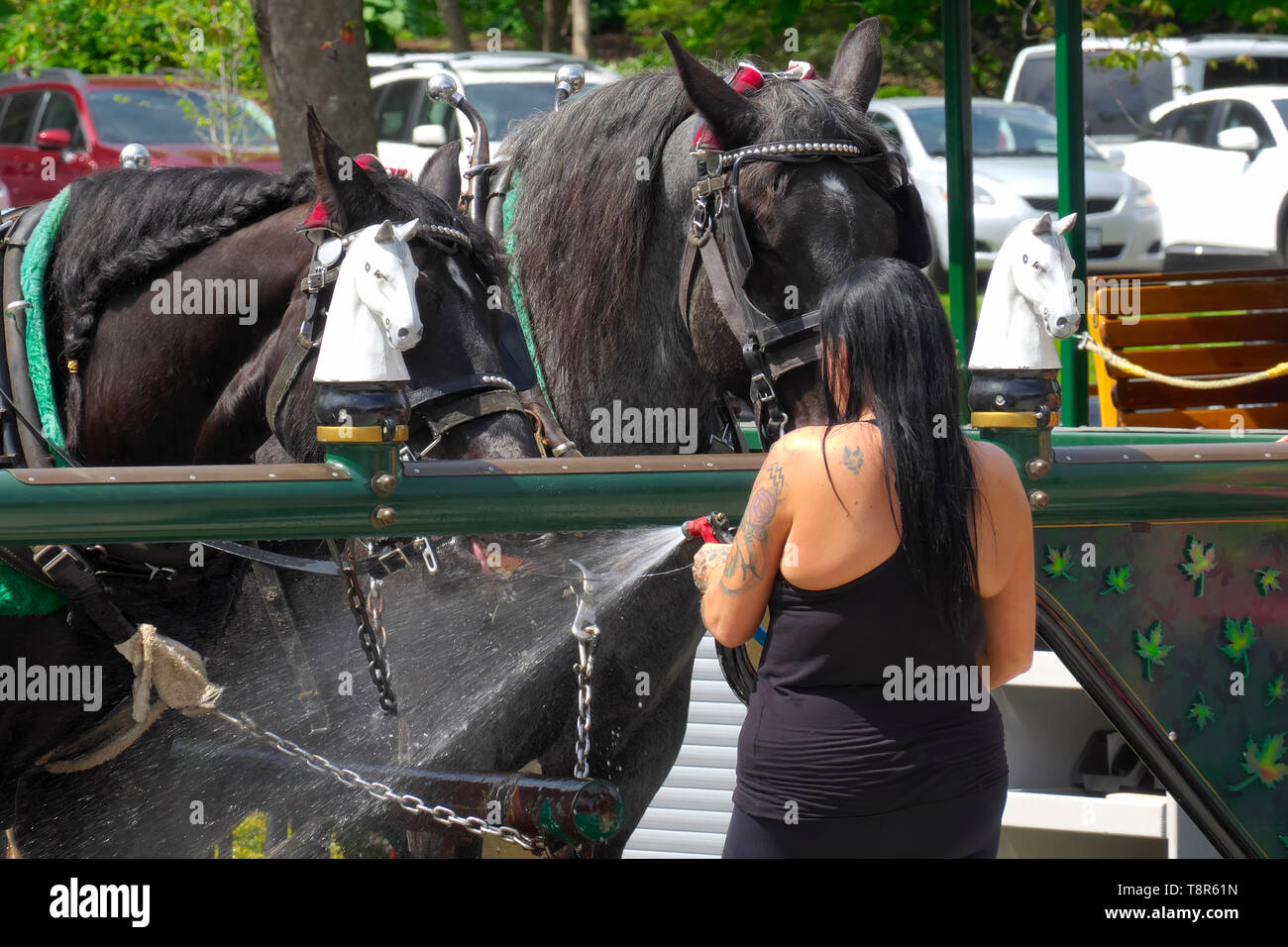 Eine Frau mit langen Haaren spritzt Wasser aus einem Schlauch für durstige Pferde im Stanley Park, Vancouver, British Columbia, Kanada. Stockfoto