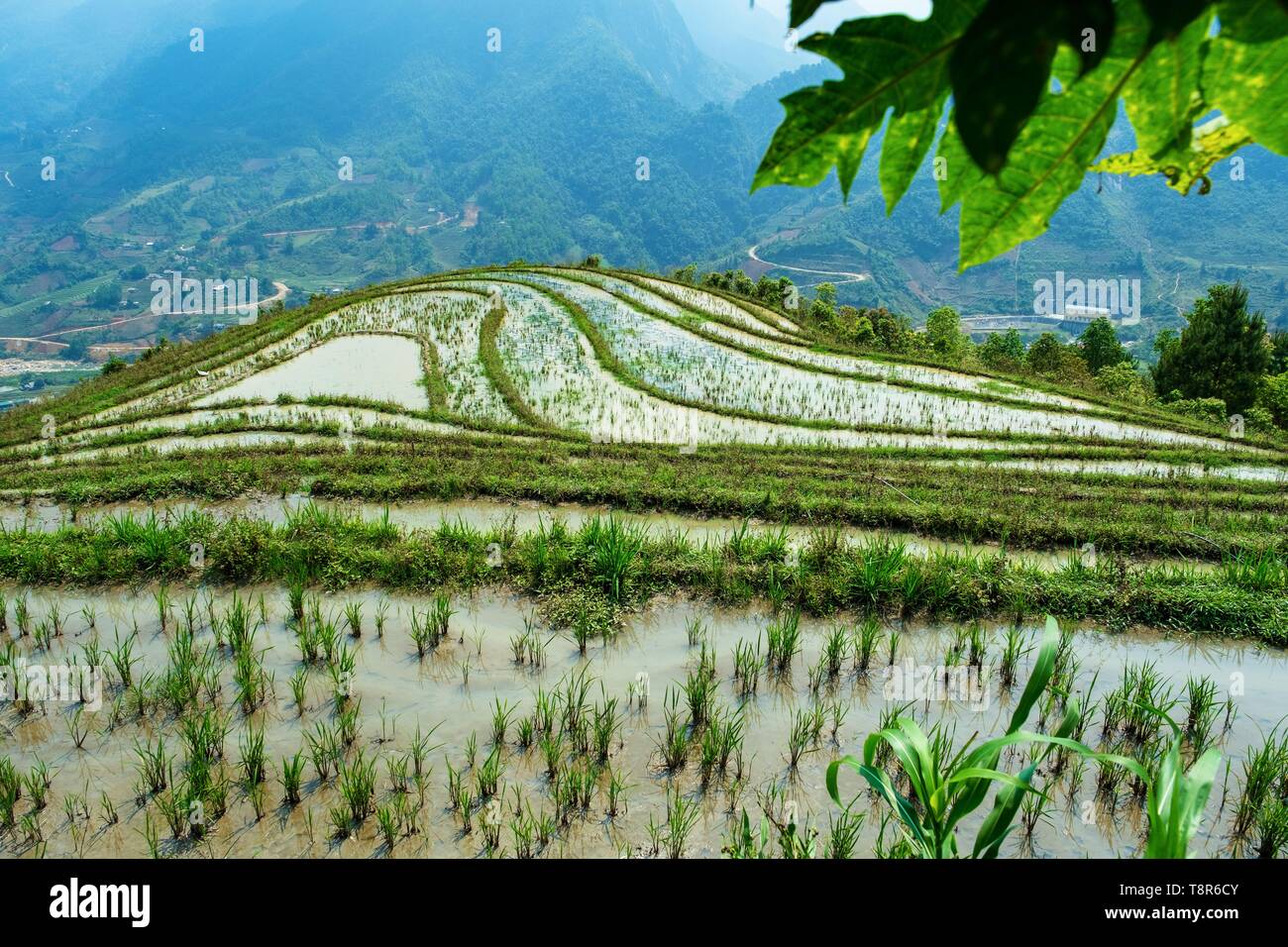 Vietnam, Provinz Lao Cai, Sa Pa District, Reisplantagen in Terrasse Stockfoto