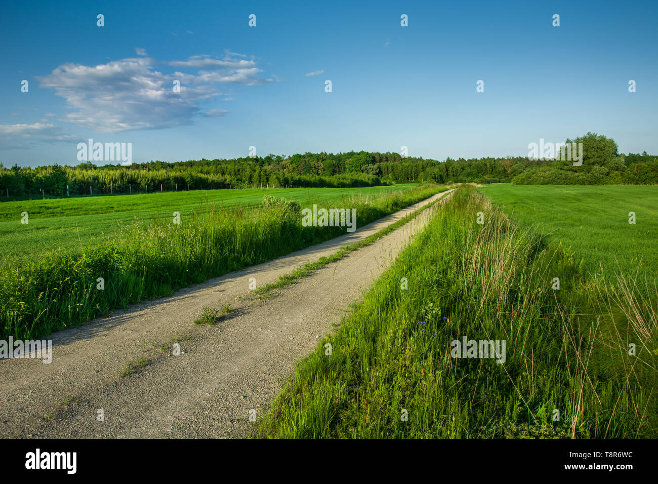 Schotterstraße durch grüne Felder, Wald und Wolken am blauen Himmel - Ansicht im sonnigen Tag Stockfoto