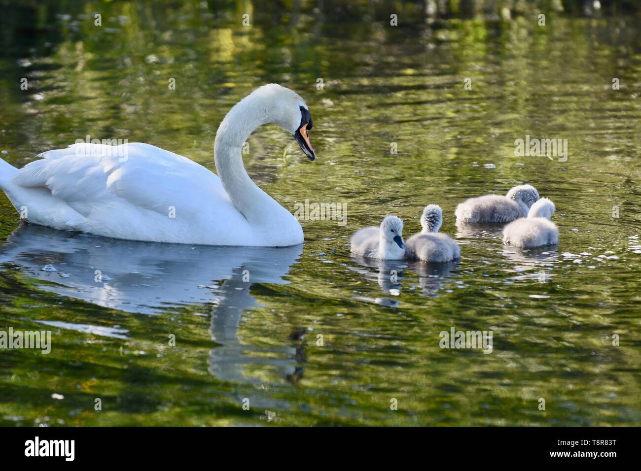 Eine Mutter weiß Höckerschwan (Cygnus olor) tendenziell ihre frisch geschlüpfte Cygnets. Foots Cray Wiesen, Sidcup, Kent Stockfoto