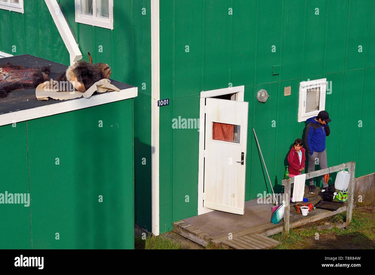 Grönland, Westküste, Baffin Bay, Upernavik, Moschus Ochsen Kopf vor kurzem gejagt Trocknen auf einem Dach Stockfoto