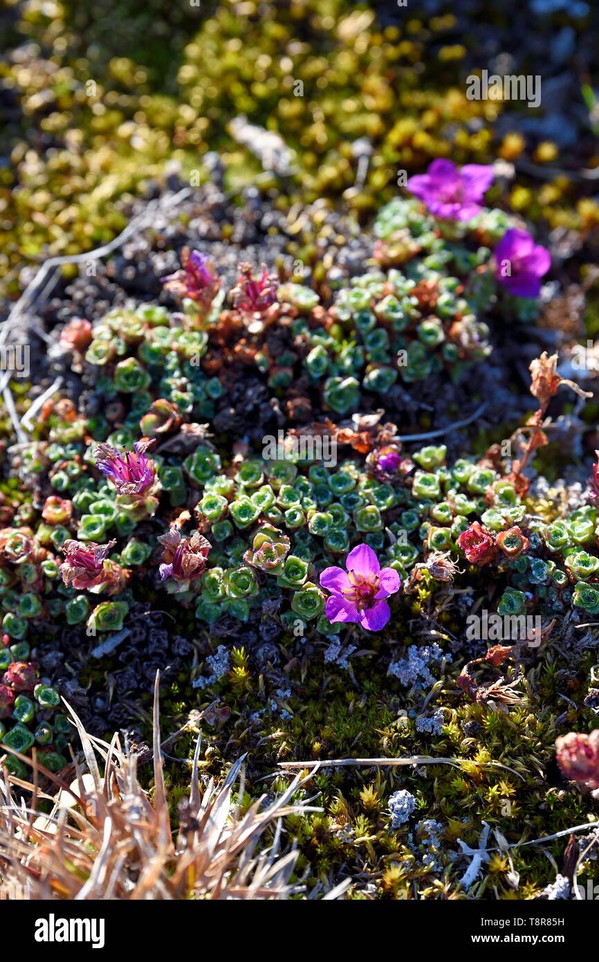 Grönland, Nordwestküste, Smith Sound im Norden von Baffin Bay, inglefield Land, Ort der Etah in Foulke fjord, in der Tundra während der kurzen jährlichen Blütezeit der Pflanzen sehr farbenfroh sind anzuziehen bestäubende Insekten, lila Steinbrech (Saxifraga oppositifolia) Stockfoto