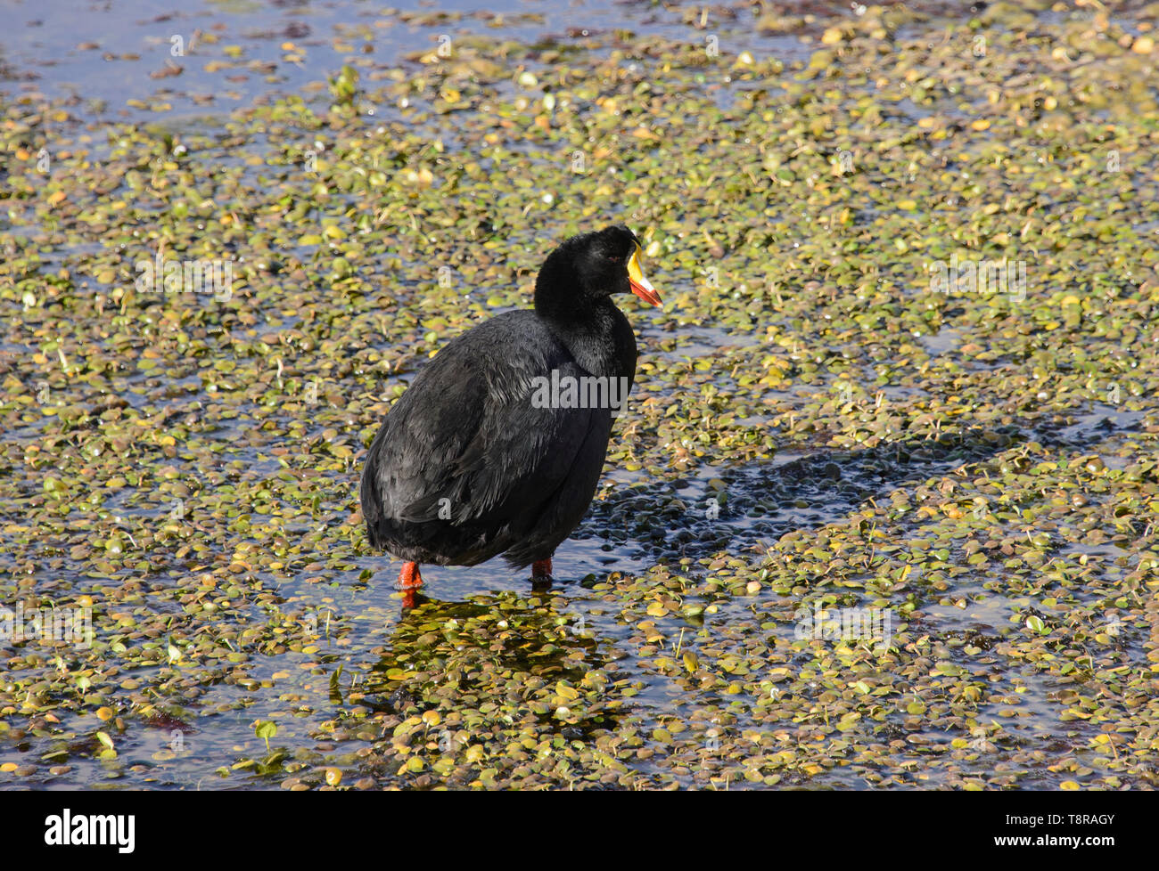 Chile, im Norden, Andines Hochland, Anden Ente, San Pedro de Atacama, Stockfoto