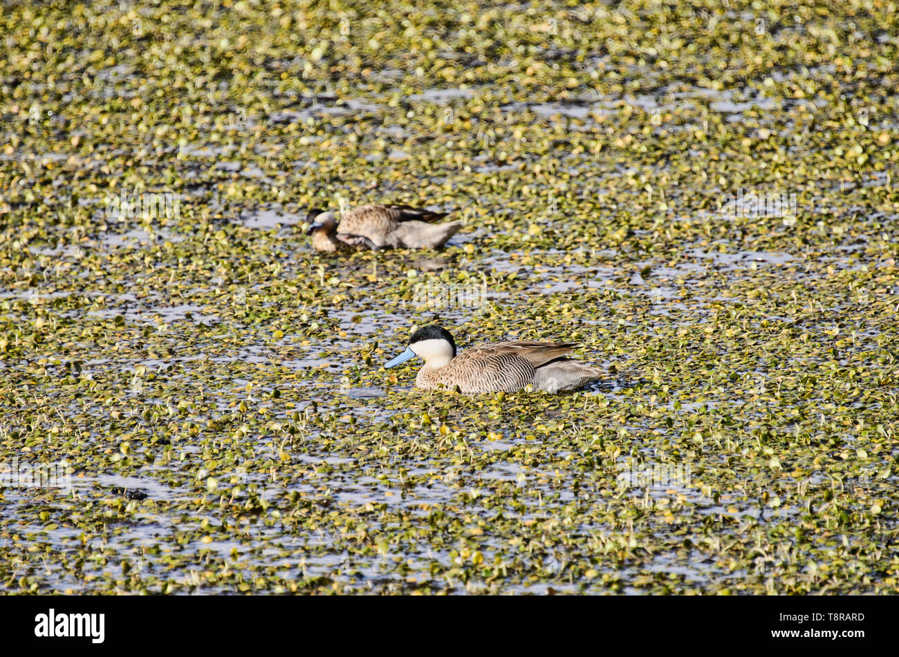 Chile, im Norden, Andines Hochland, Anden Ente, San Pedro de Atacama, Stockfoto