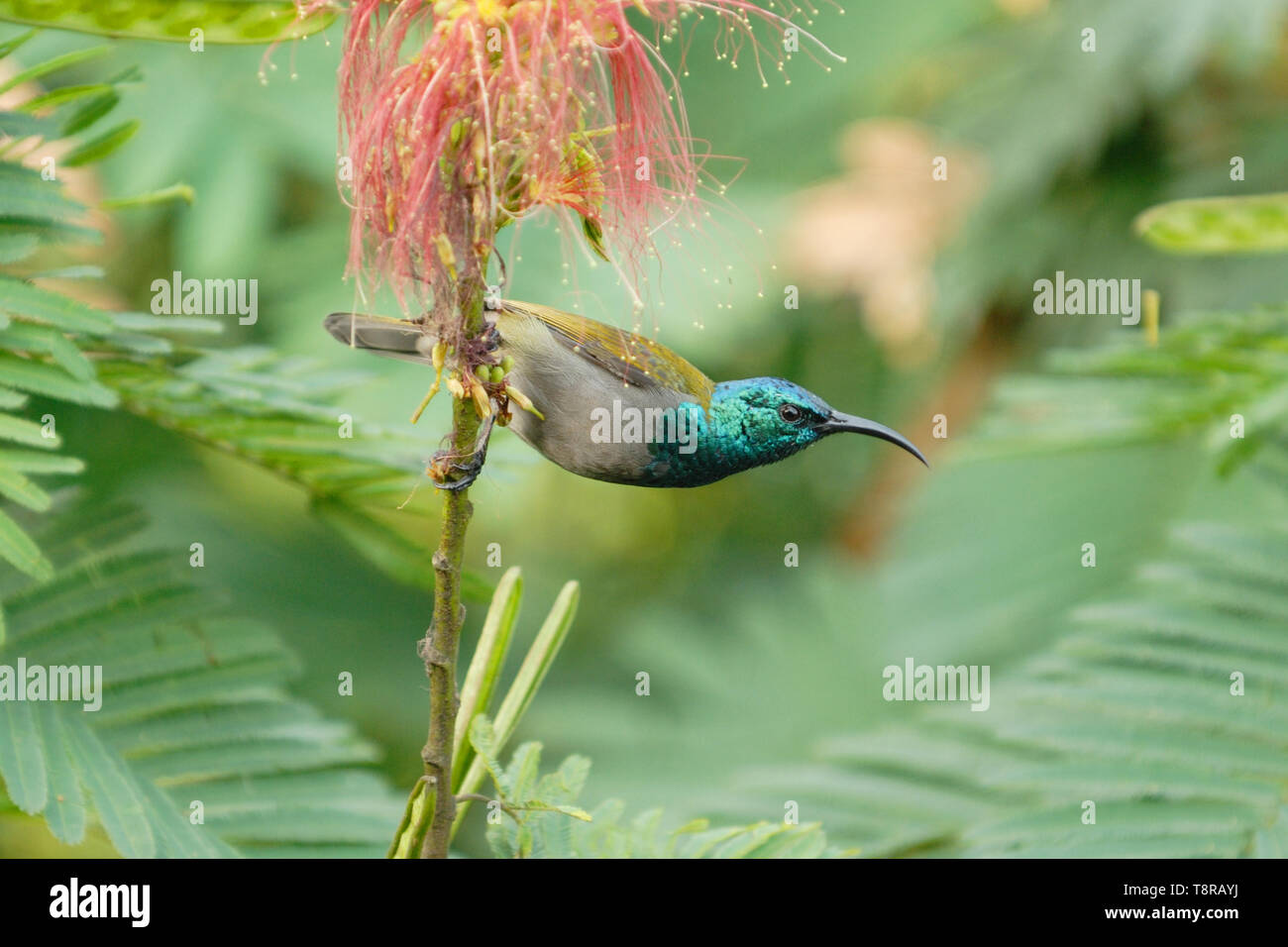 Grün - vorangegangen Sunbird (Cyanomitra Verticalis) im Regenwald von Bwindi Imprenetrable Wald, Uganda Stockfoto
