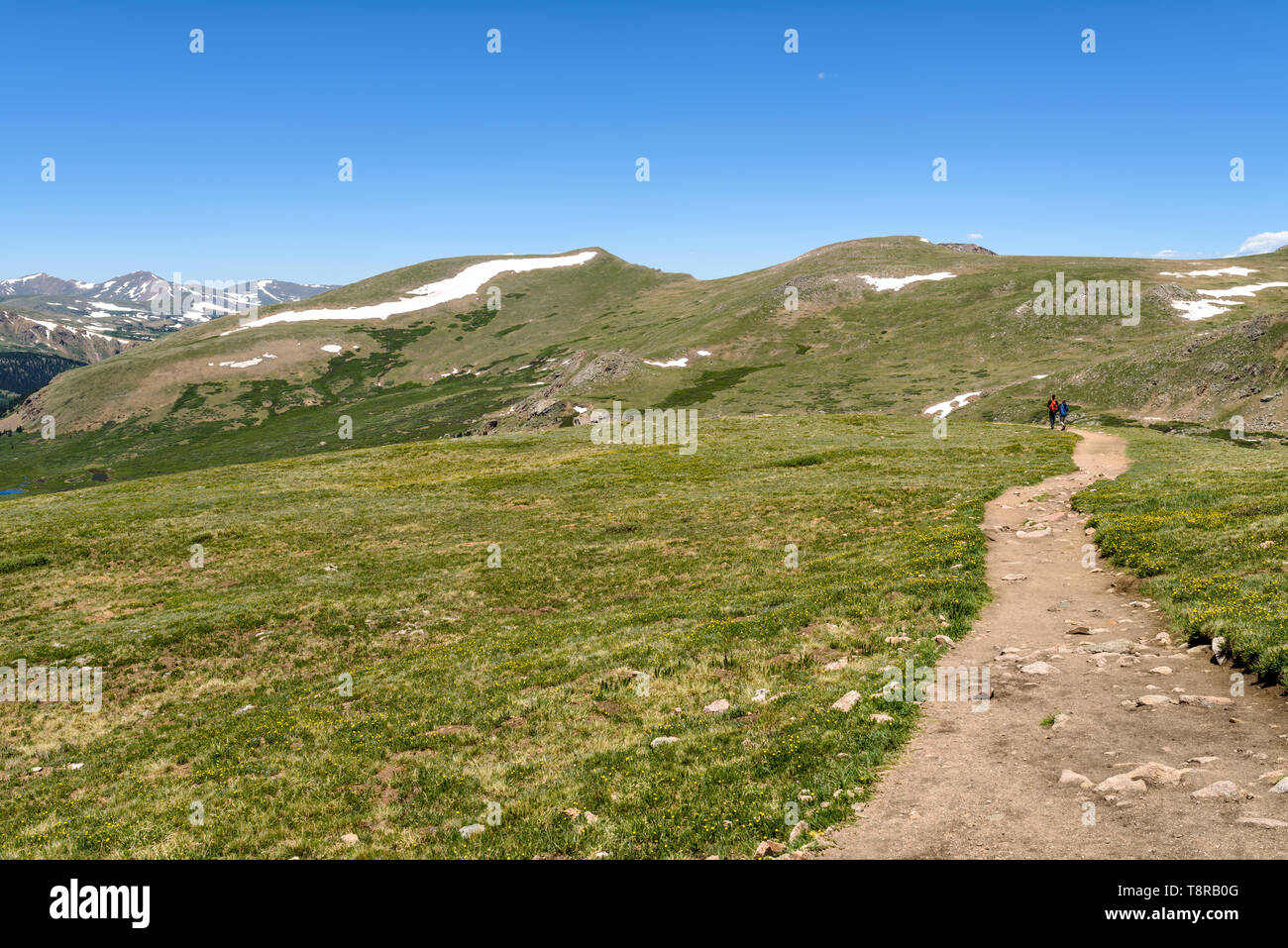 Wandern im Frühjahr Berge - ein Wanderweg schlängelt sich durch eine Wiese im Hilltop in der Front Range der Rocky Mountains, Colorado, USA. Stockfoto