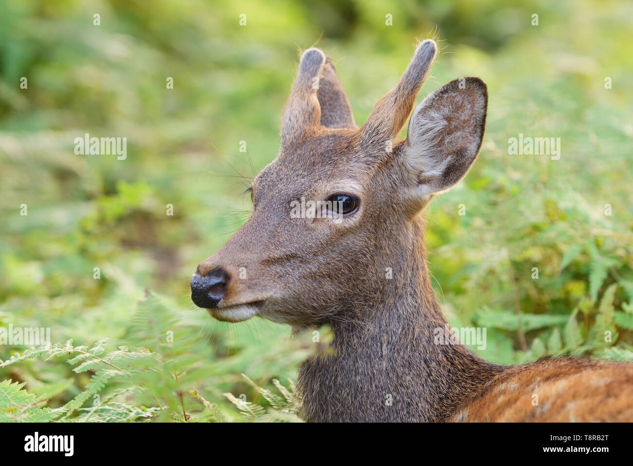 Junge Sika Hirsch (Cervus Nippon) unter die Farne in Nara Park, Nara, Insel Honshu, Japan. Stockfoto