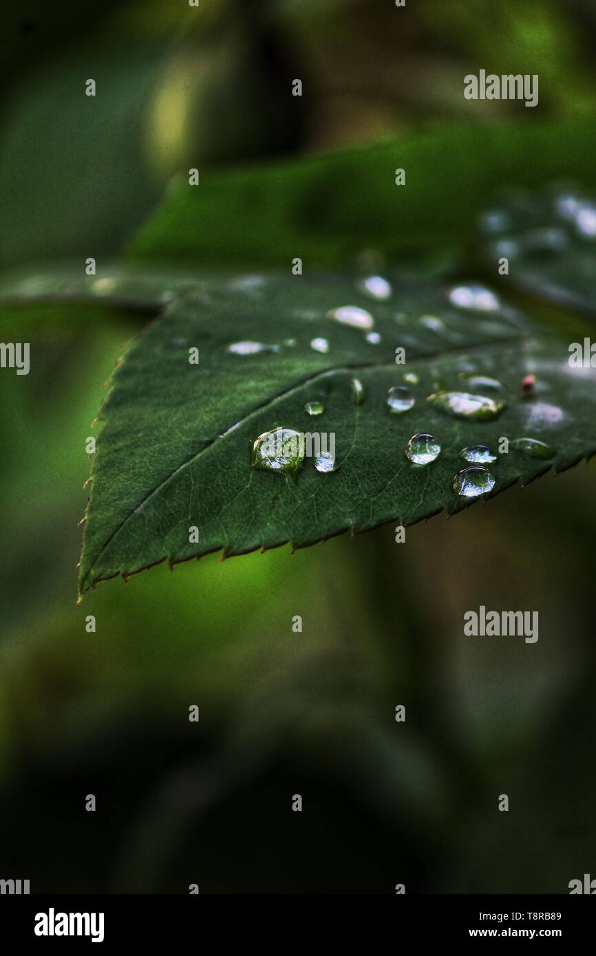 Die Schönheit der Natur und ein Spiel der Lichter; schauen Sie sich um und beobachten Sie, jede einzelne Sache ist schön nur erweitern Sie Ihren Blick ;) Stockfoto