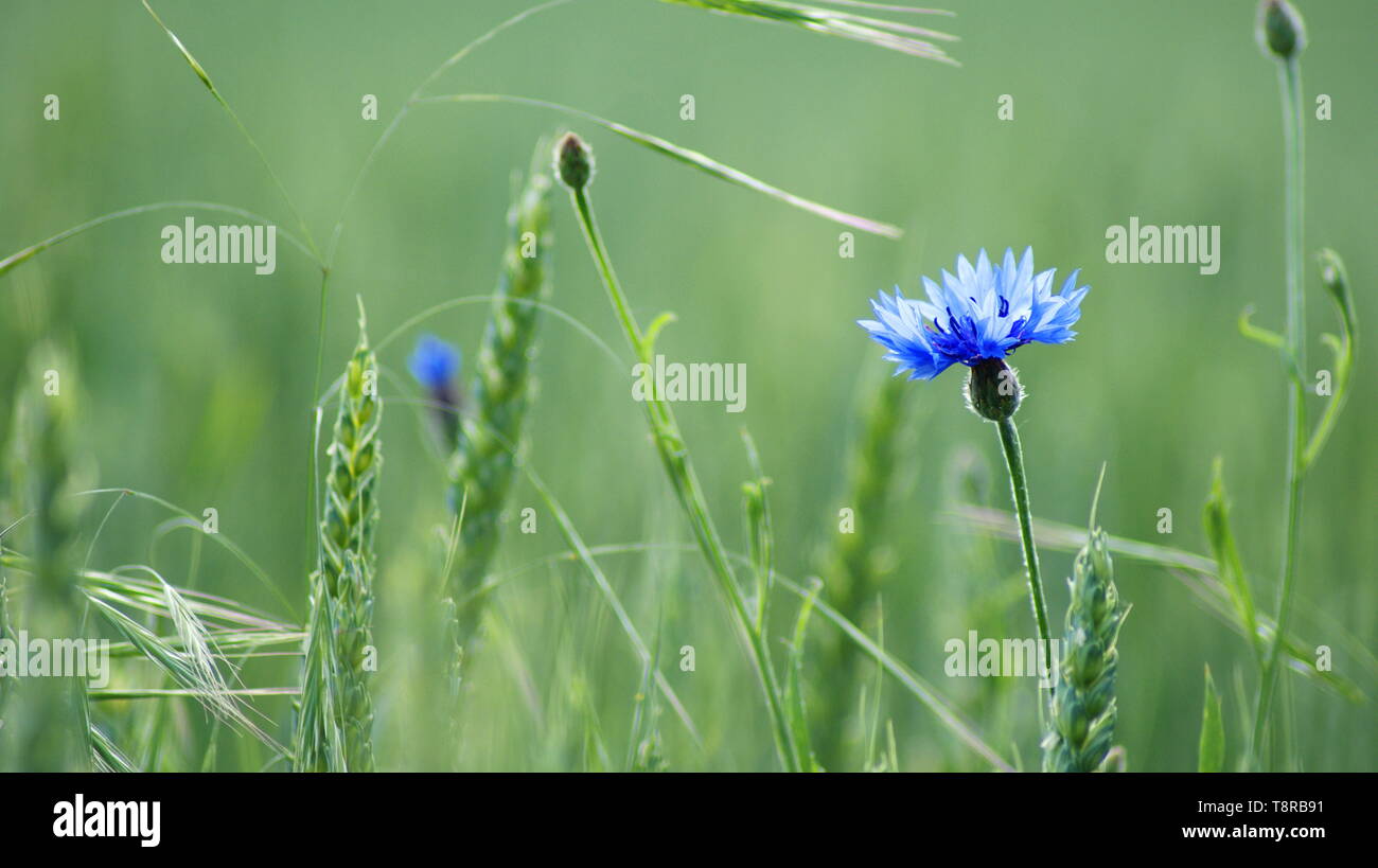 Feld Kornblumen Stockfoto