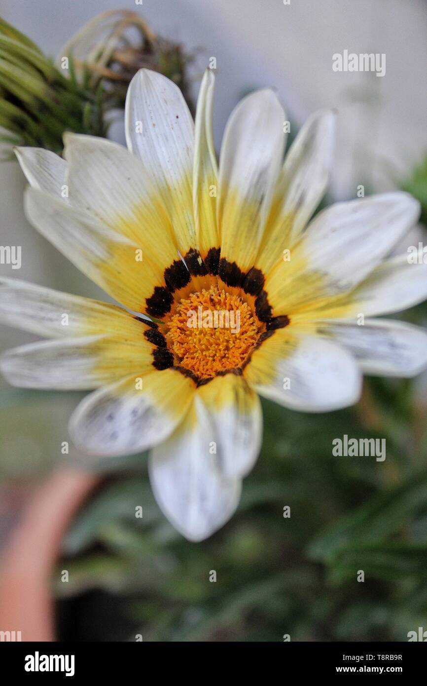 Die Schönheit der Natur und ein Spiel der Lichter; schauen Sie sich um und beobachten Sie, jede einzelne Sache ist schön nur erweitern Sie Ihren Blick ;) Stockfoto