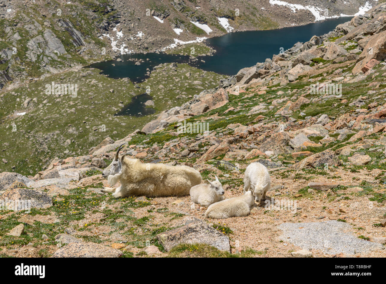 Junge Familie von Bergziege - eine Bergziege Familie Ruhe und Fütterung auf einem felsigen Grat zwischen Mt. Evans und Mt. Bierstadt, Colorado, USA. Stockfoto