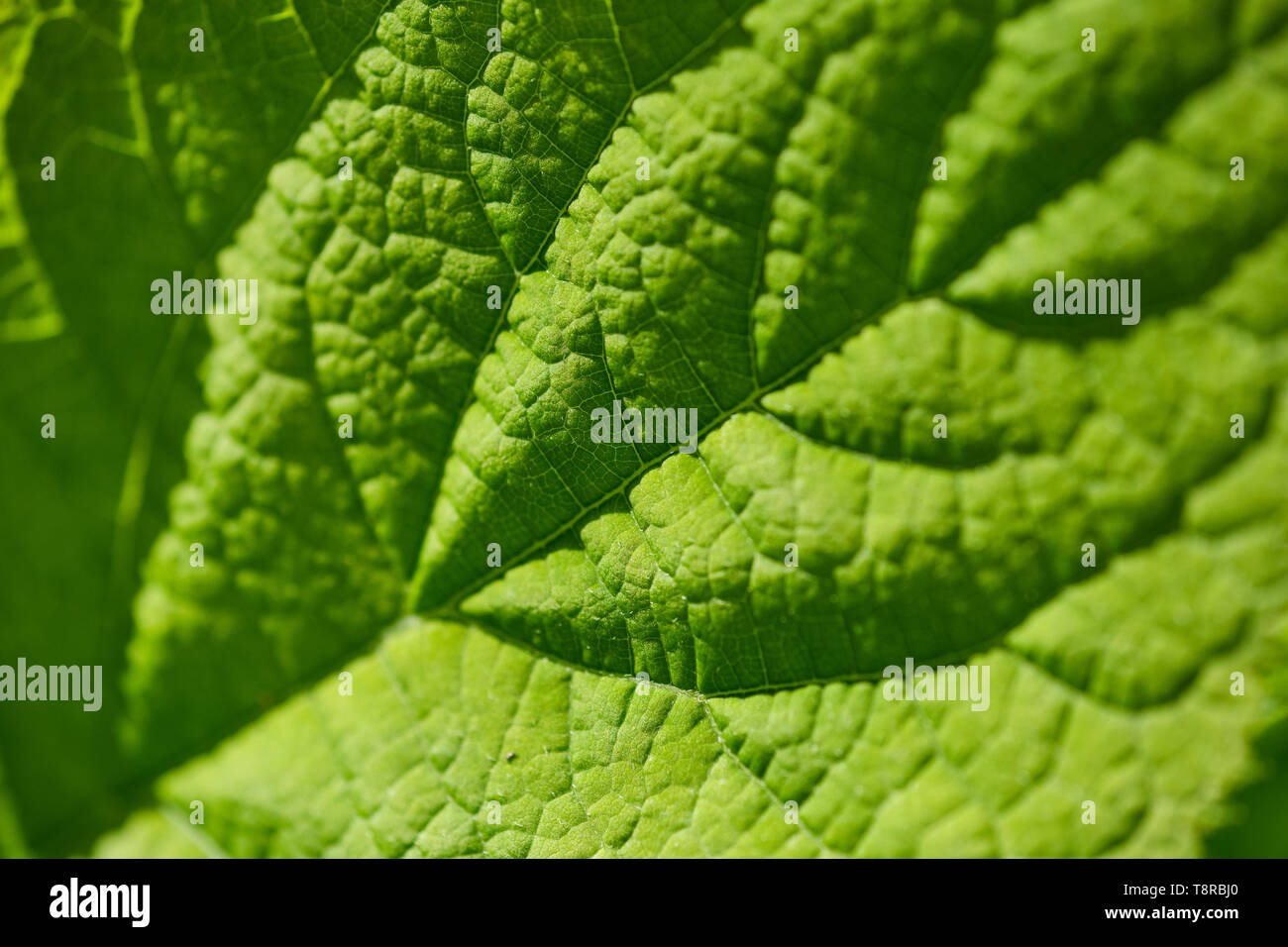 Grünes Blatt Makro Farbe Bild als Hintergrund mit Kopie Raum Stockfoto