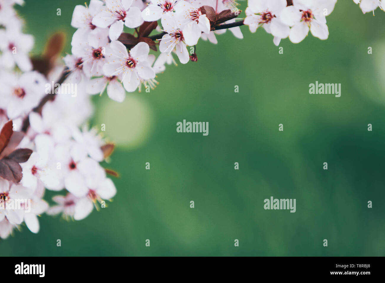 Schöne blooming cherry tree branch Stockfoto