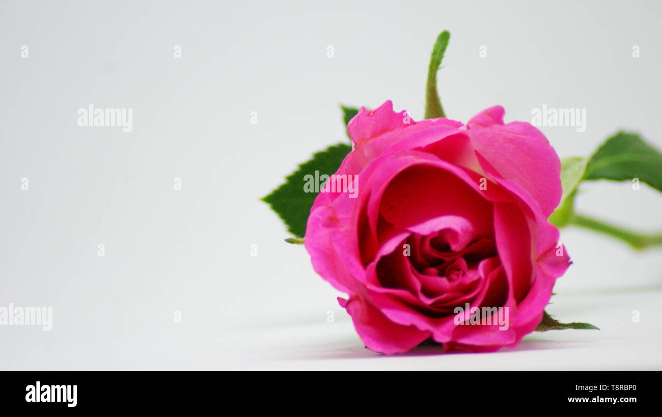 Rose auf einem weißen Hintergrund. Stockfoto