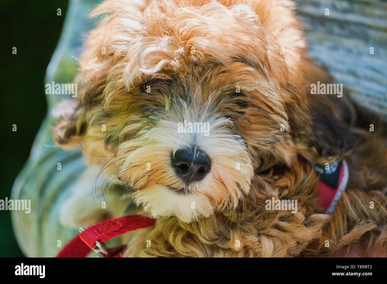 Auf junge Braune havaneser Hund schließen Stockfoto