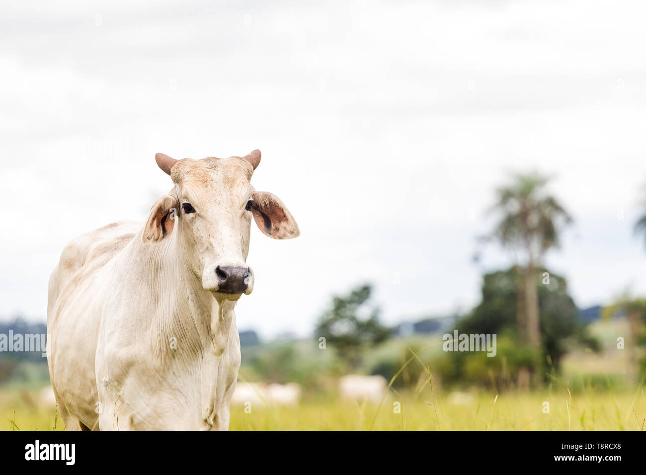 Eine Nelore Rinder auf dem Bauernhof gesehen. Die Viehzucht hat eine große Bedeutung in den brasilianischen Ausfuhren, neben der Lieferung der Inlandsmarkt. Es ist eine wirtschaftliche Tätigkeit in ländlichen Gebieten entwickelt. Landwirtschaft in Brasilien ist eine der wichtigsten Grundlagen der Wirtschaft des Landes. Die Landwirtschaft ist eine Tätigkeit, die Teil des primären Sektors, wo das Land kultiviert wird und für den Lebensunterhalt, die Ausfuhr oder den Handel geerntet. Stockfoto
