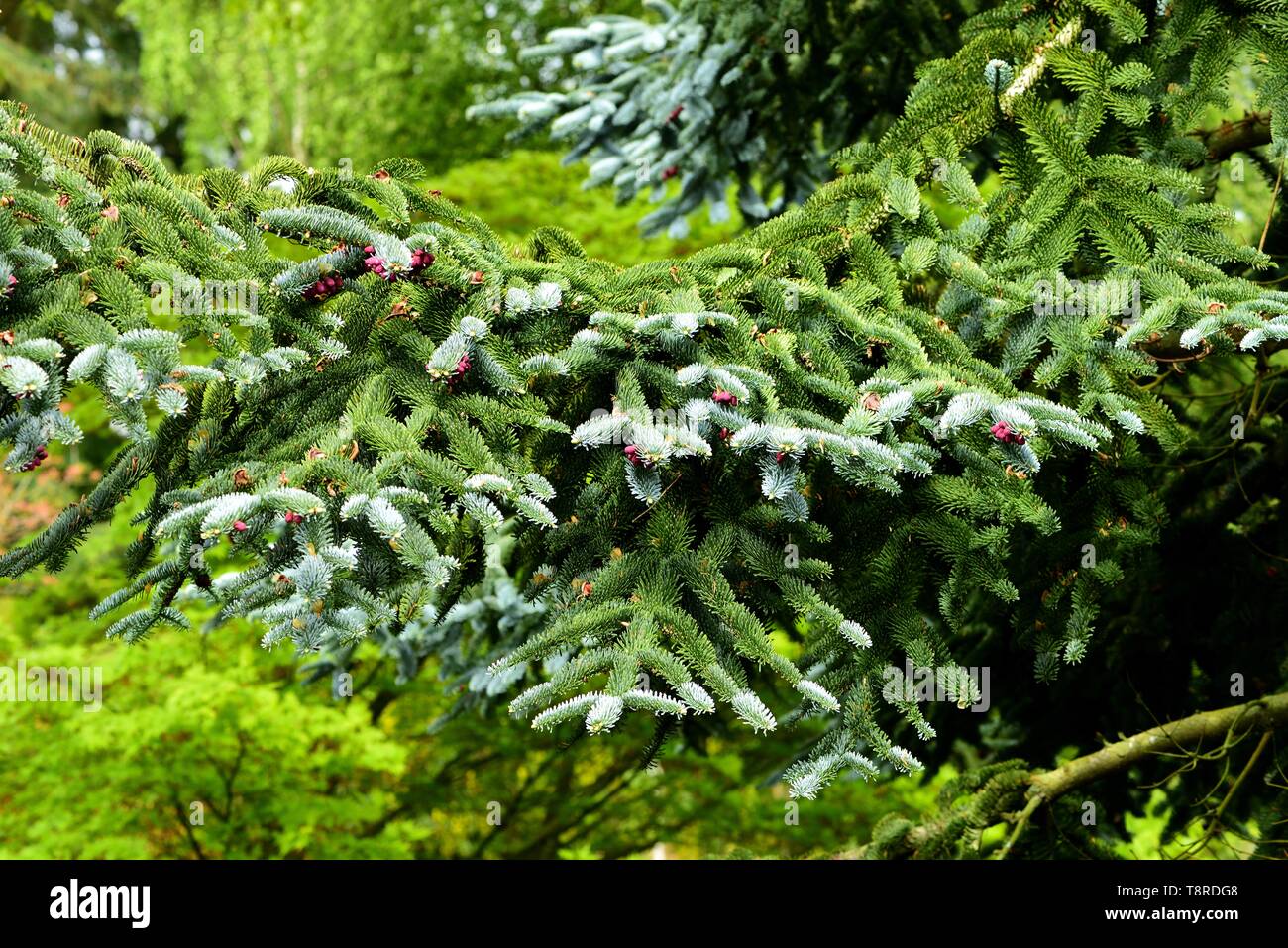 Ein Zweig der Blue Edle Tanne. Stockfoto