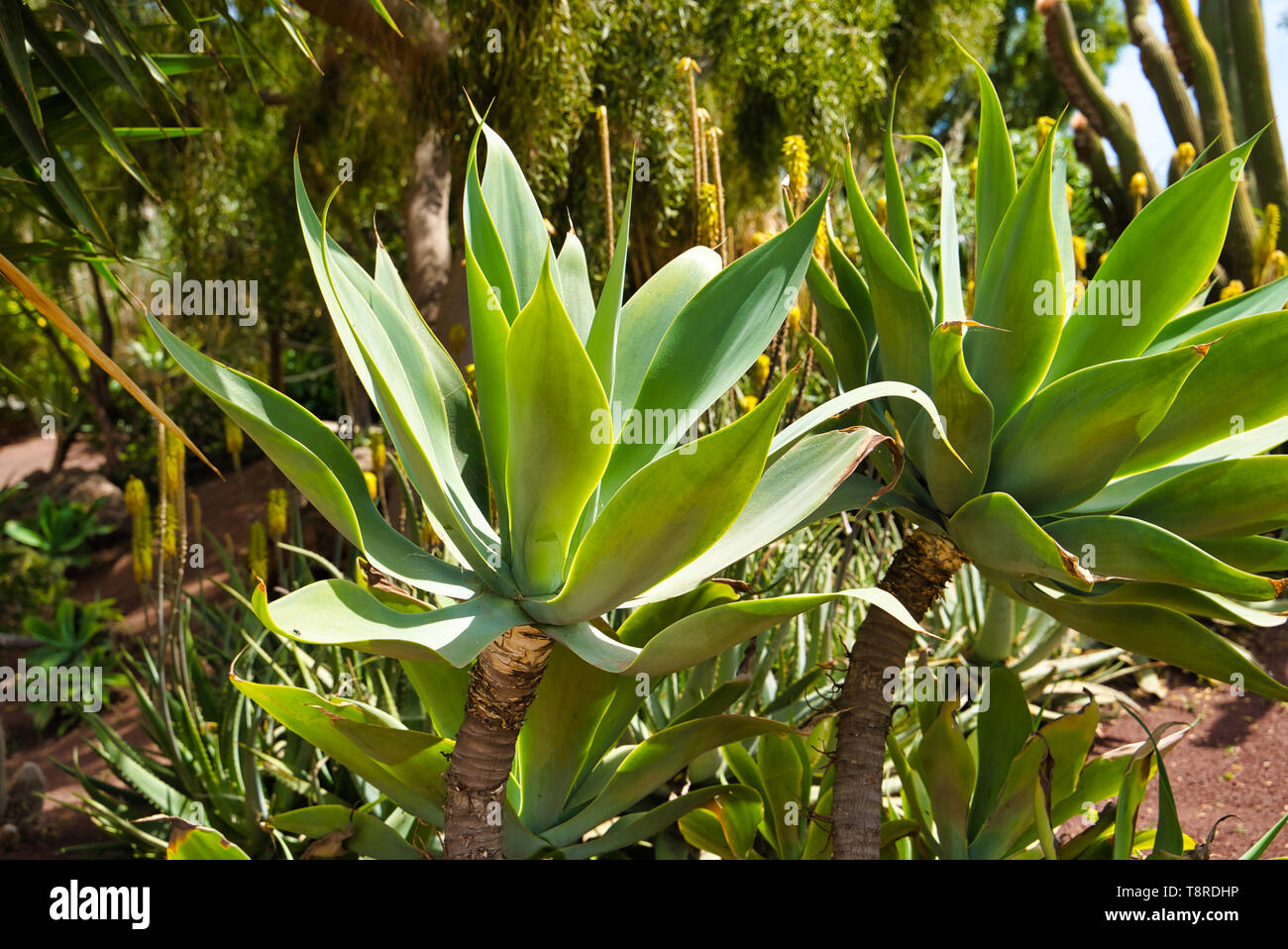 LANZAROTE, KANARISCHE INSELN, SPANIEN - 15 April, 2019: Tropische Pflanzen/avenue  des Botanischen Garten/Hintergrund aus tropischen Pflanzen. Themed Rancho T  Stockfotografie - Alamy