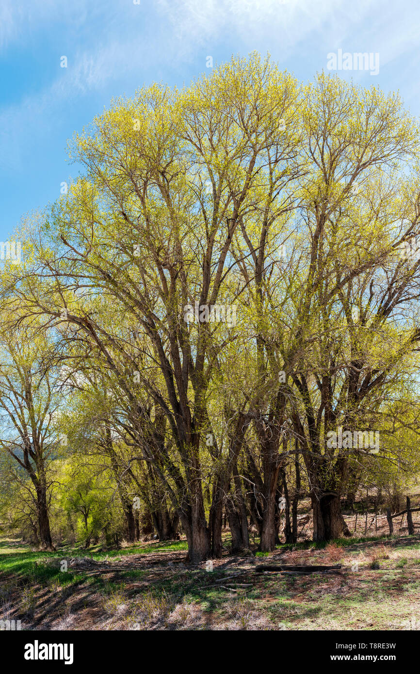 Cottonwood Baum s (Populus canescens) in frischen Frühling grün Blüte; Vandaveer Ranch; Salida, Colorado, USA Stockfoto