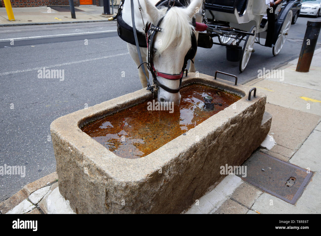 Eine Kutsche Pferd das Trinken aus einem wassertrog in N 2.St, Philadelphia Stockfoto