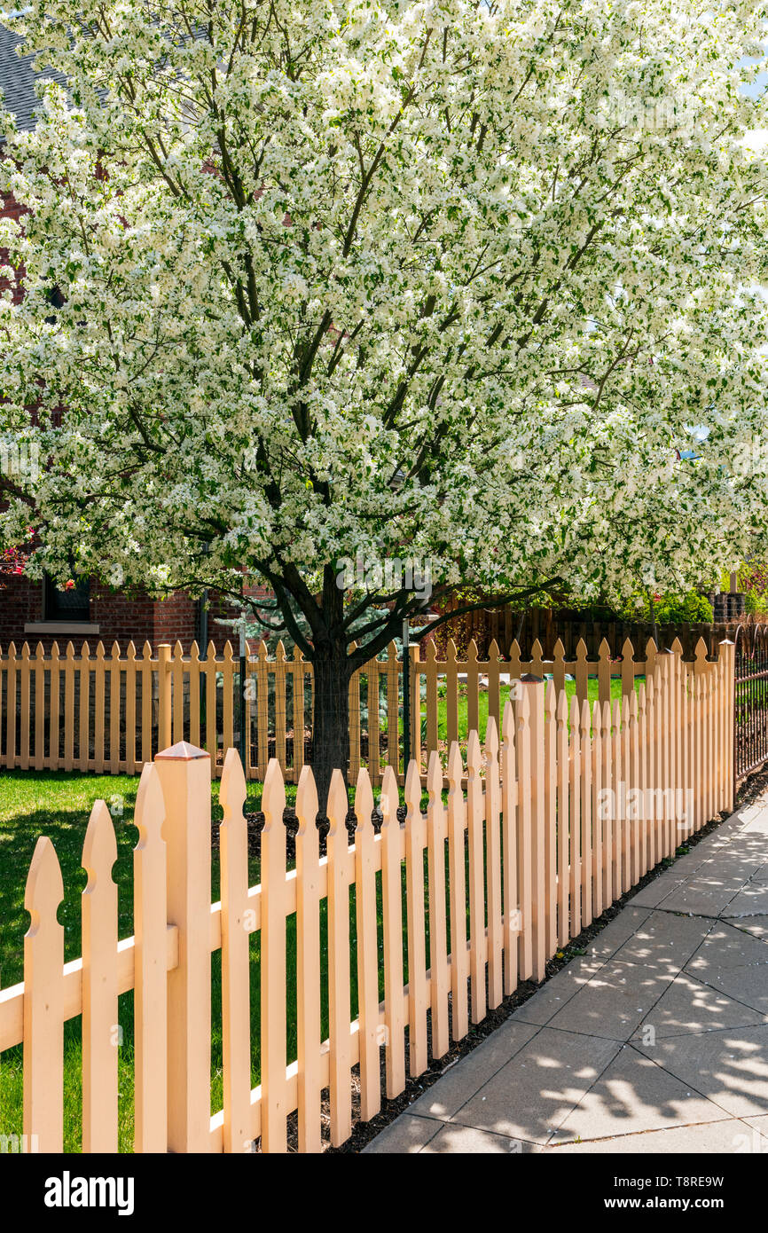 Aus weißem Holz- lattenzaun; Kirschbaum in voller Blüte Frühling; Salida, Colorado, USA Stockfoto