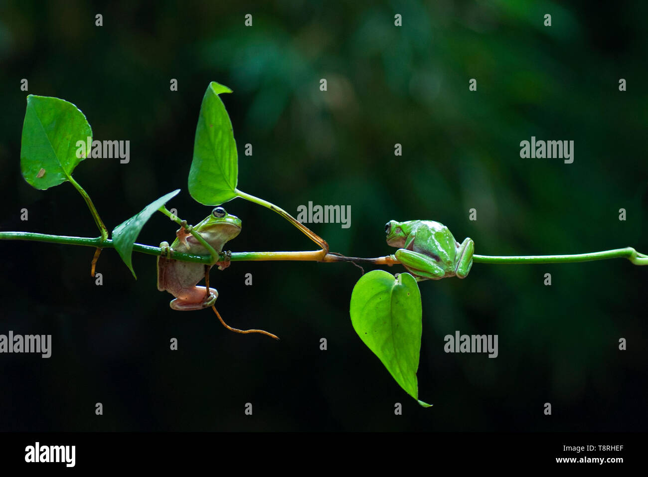 Makro Nahaufnahme von zwei grünen Wald Laubfrosch hängend an einem Zweig Stockfoto