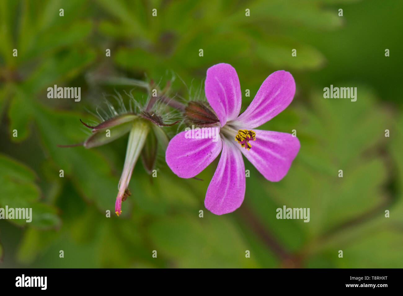Kraut Robert, Geranium robertianum, tief rosa Blume und Aussaat cranesbill Seedpod, Feder, Berkshire, April Stockfoto
