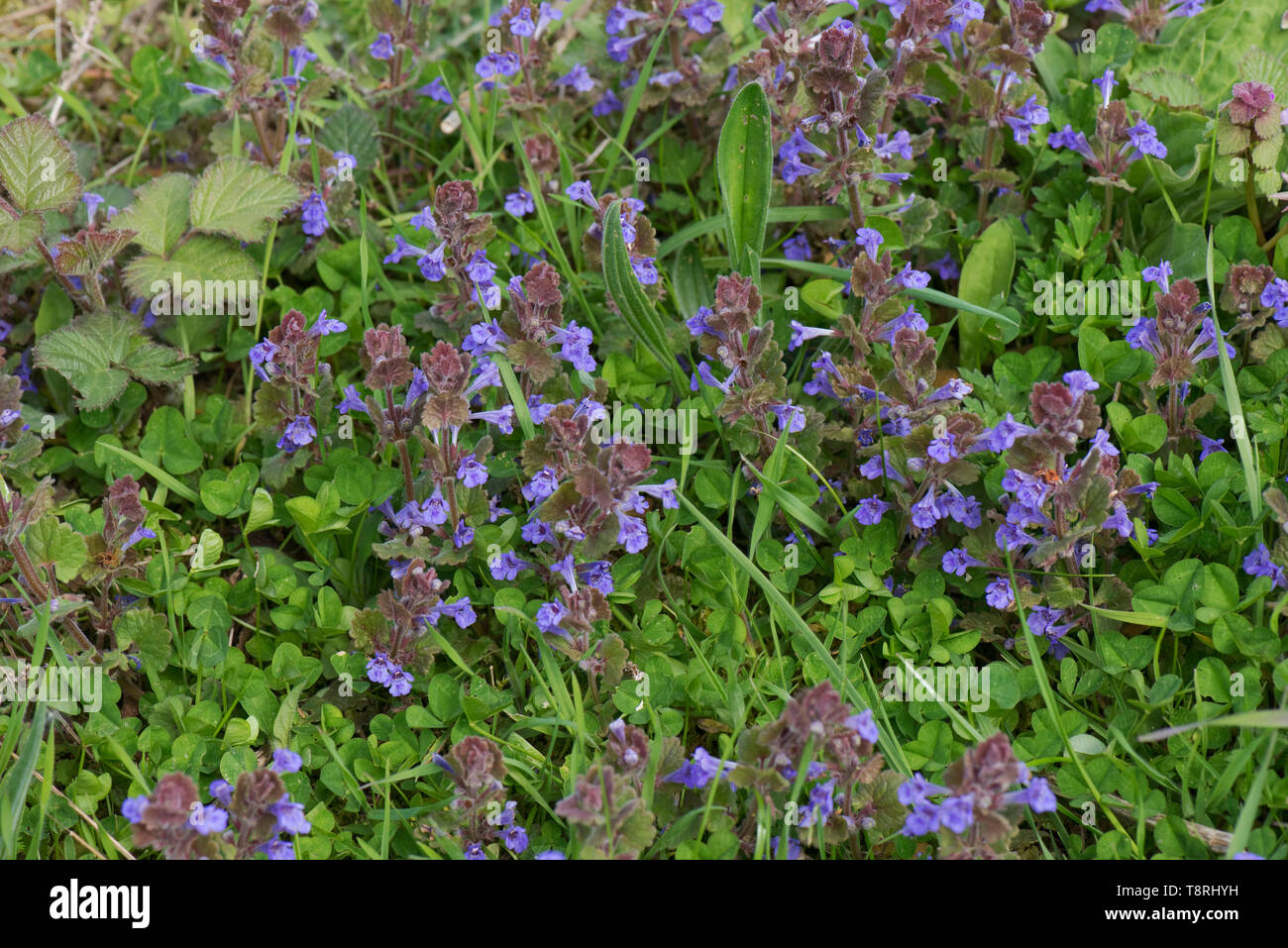 Boden - Efeu (Glechoma hederacea) blaue Blumen auf Ausgestrecktem immergrüne Kletterpflanze, Berkshire, April Stockfoto