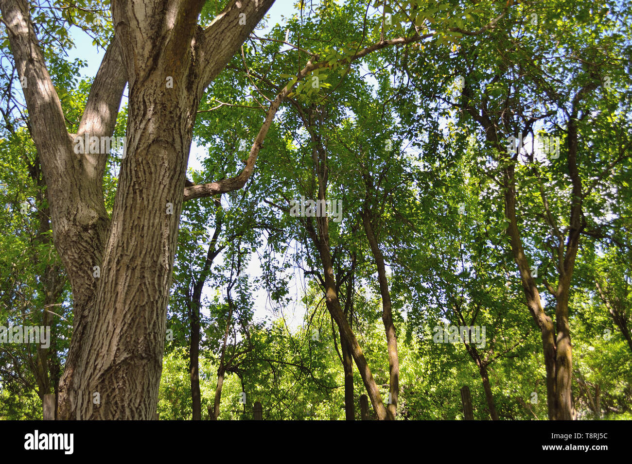 Alter Obstgarten im Frühjahr, Walnussbaum, Pflaumenbäume Stockfoto