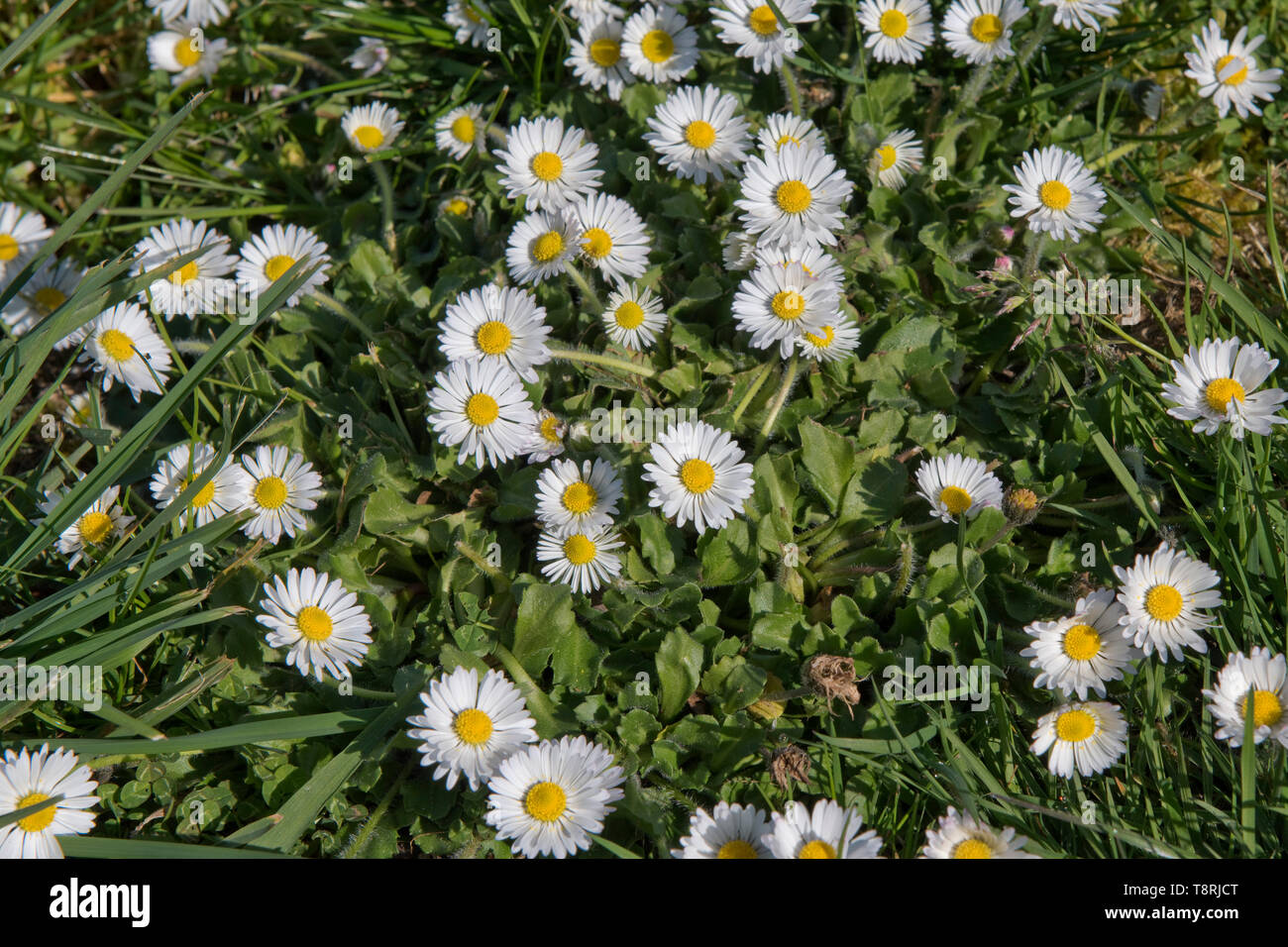 Blühende Gänseblümchen (Bellis perennis) in einem Garten Rasen, weiße daisy Blüten mit weißen und gelben Diskette Röschen, April Stockfoto