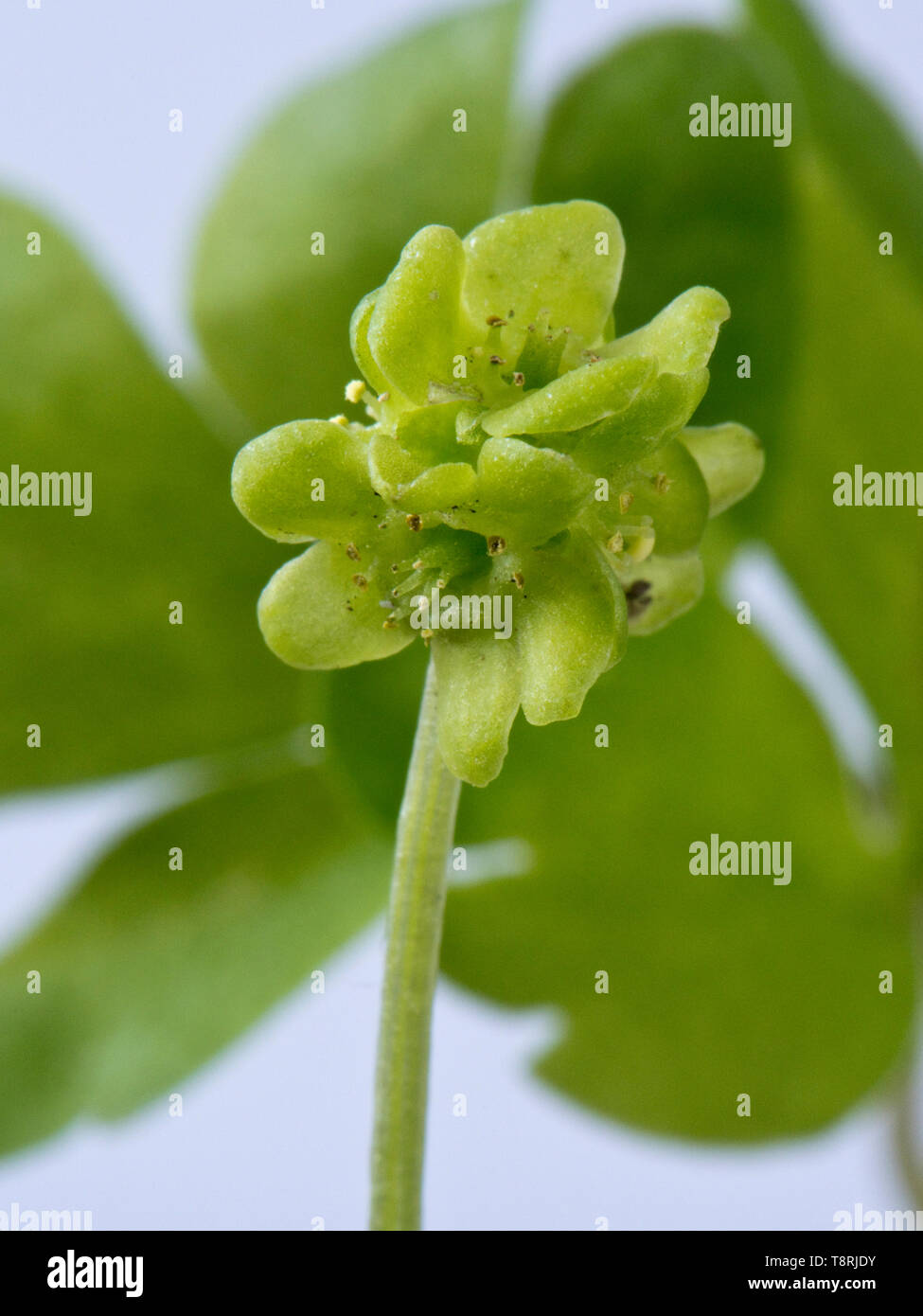 Moschatel oder fünf - gegenübergestellt (Adoxa moschatellina Bischof) einzelne Blume von sehr kleinen Wald Pflanze, Berkshire, April Stockfoto