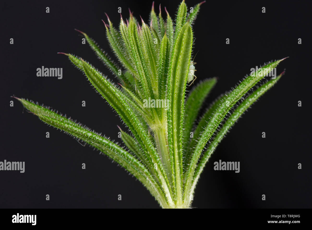 Blätter von hackmesser, Galium aparine, mit kleinen Haken Haare, Haare und Kleidung und Reizungen verursachen Stockfoto