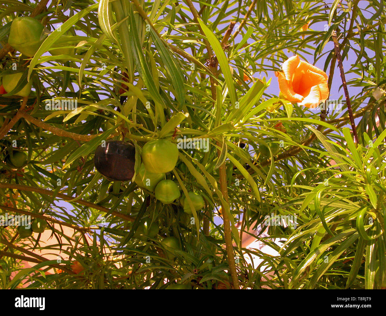 Thevetia rubro, aka T. neriifolia, oder gelben Oleander, Blüte und Reife und Unreife Früchte Stockfoto