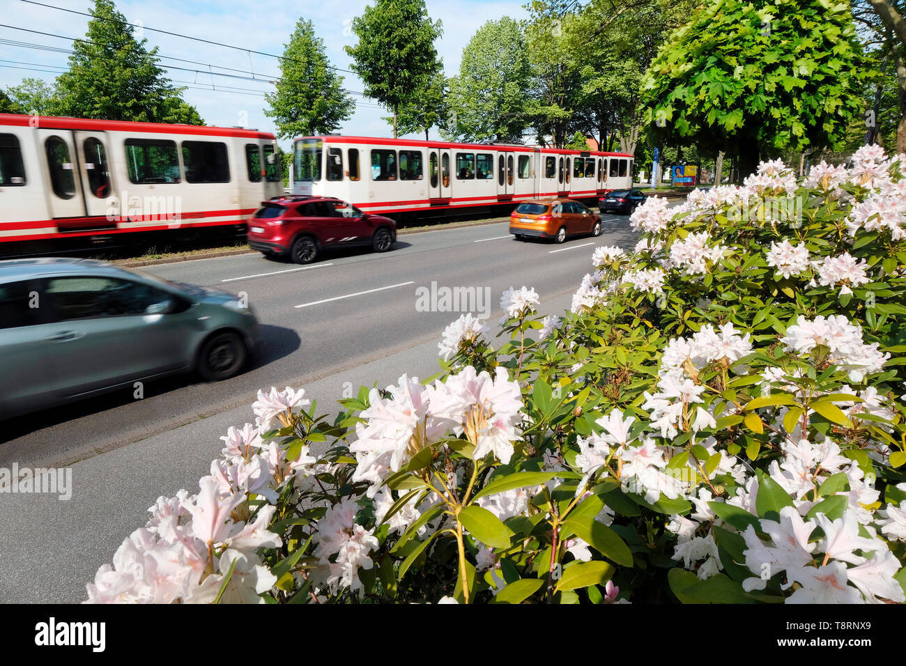 Autos und Straßenbahn fahren Sie an einem Busch der blühenden Magnolien auf der Bundesstraße Nr. 1 (Ruhrschnellweg) im Stadtgebiet von Dortmund, Deutschland. Stockfoto