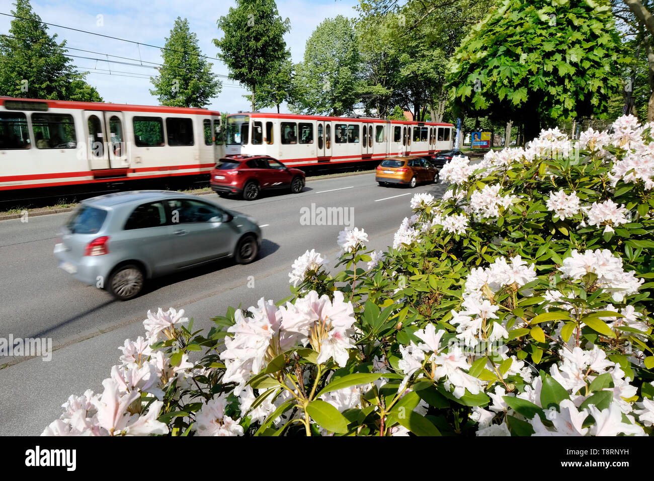 Autos und Straßenbahn fahren Sie an einem Busch der blühenden Magnolien auf der Bundesstraße Nr. 1 (Ruhrschnellweg) im Stadtgebiet von Dortmund, Deutschland. Stockfoto