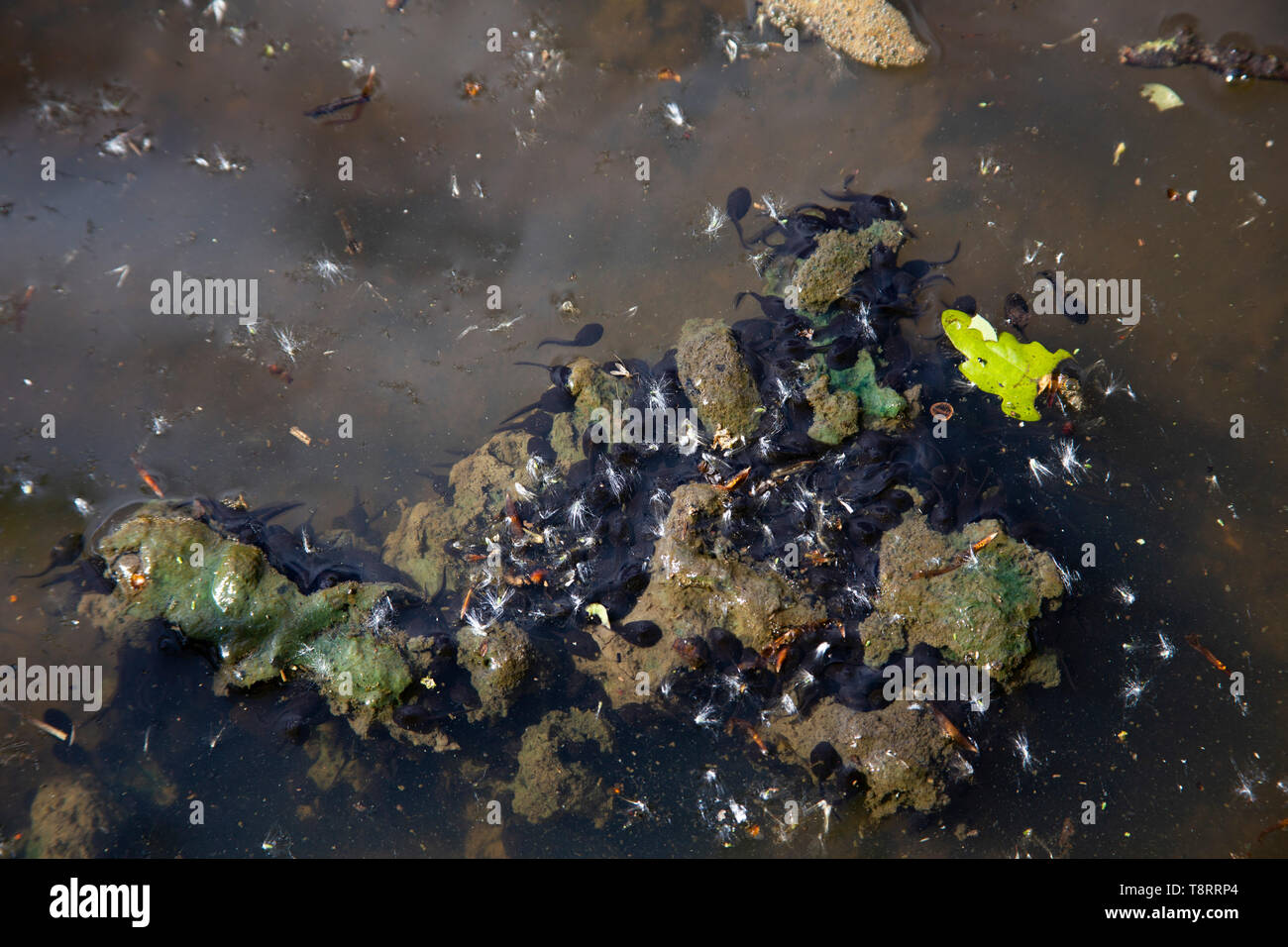 Teichfrosch in einem teich im wald Fotos und Bildmaterial in hoher