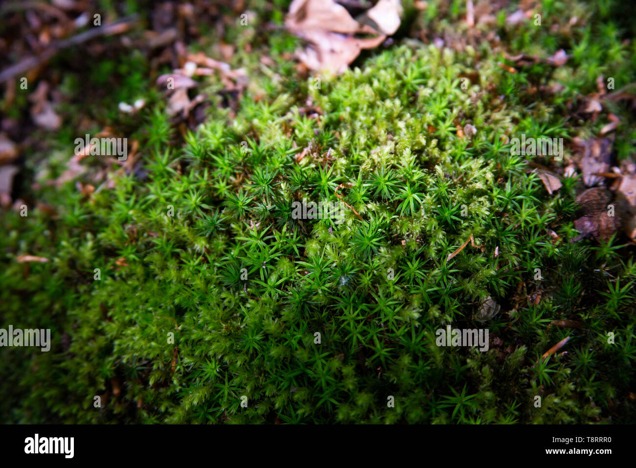 Common haircap Moss in Epping Forest Stockfoto