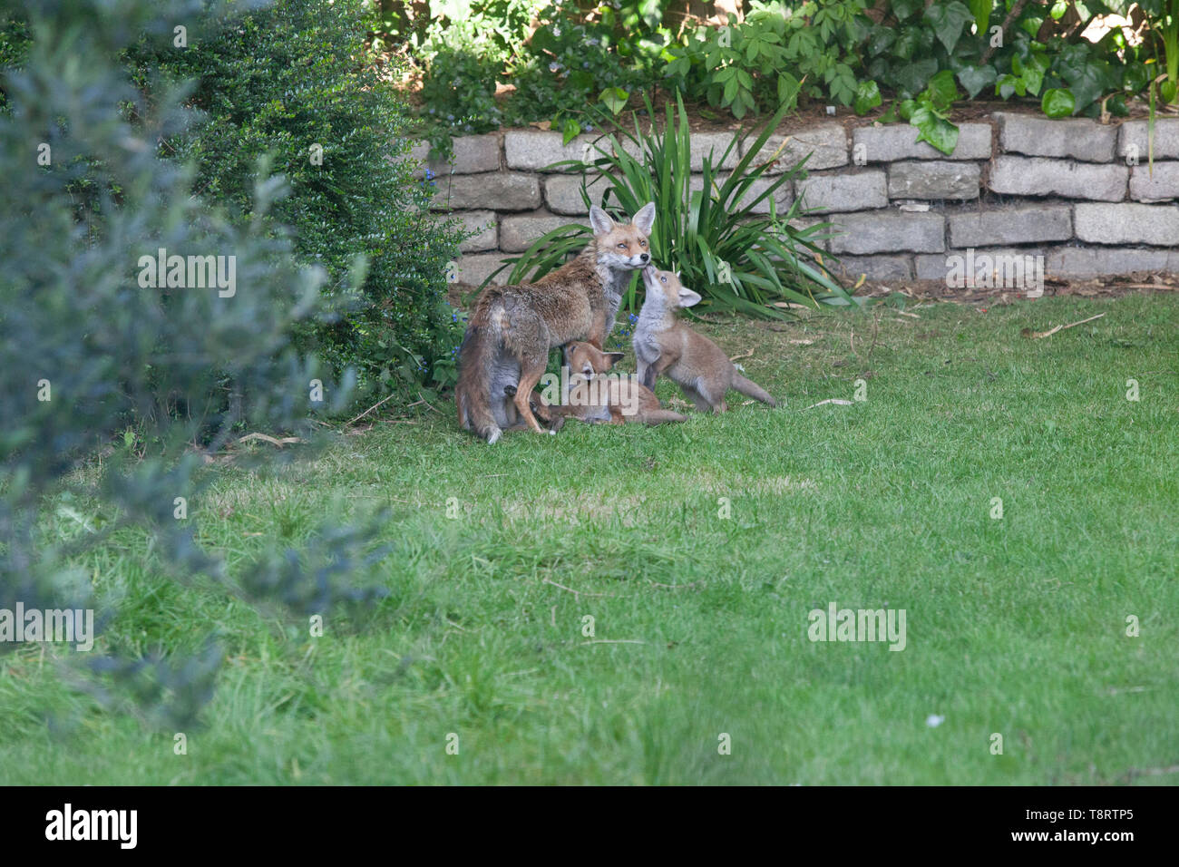 Junge Fuchs Jungen säugen von ihrer Mutter in einem Vorort Garten im Süden Londons. Es gibt sieben Jungen in der Wurf, der Futter- und Spielen auf dem Rasen. Stockfoto
