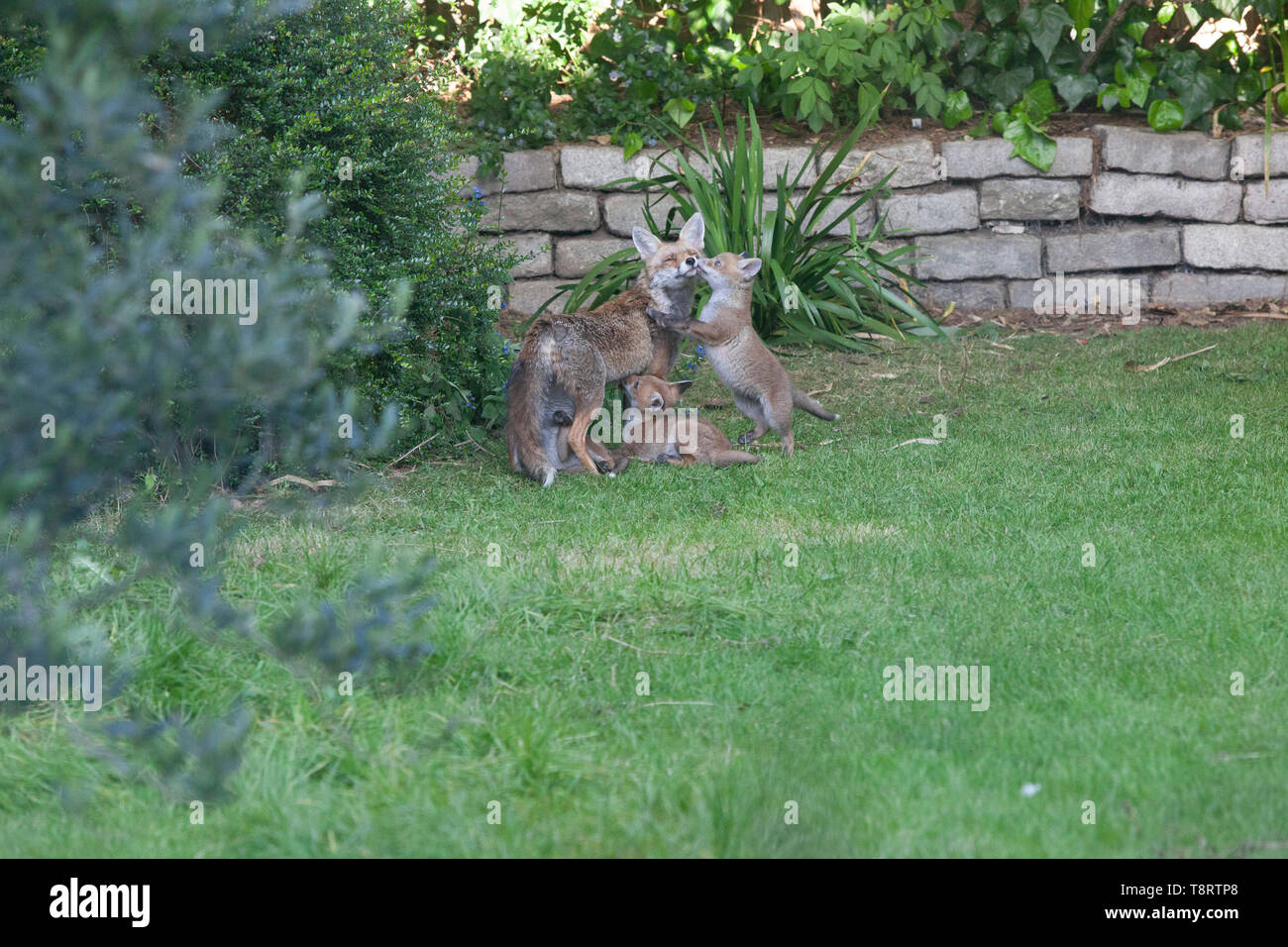 Junge Fuchs Jungen säugen von ihrer Mutter in einem Vorort Garten im Süden Londons. Es gibt sieben Jungen in der Wurf, der Futter- und Spielen auf dem Rasen. Stockfoto