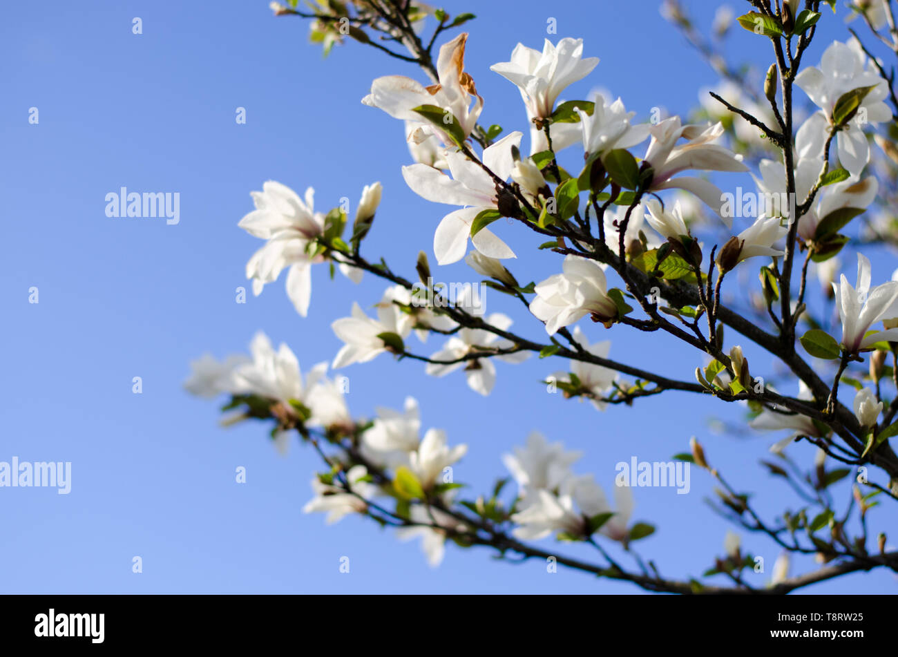 Magnolie blüht im Frühjahr mit blauen Himmel im Hintergrund Stockfoto