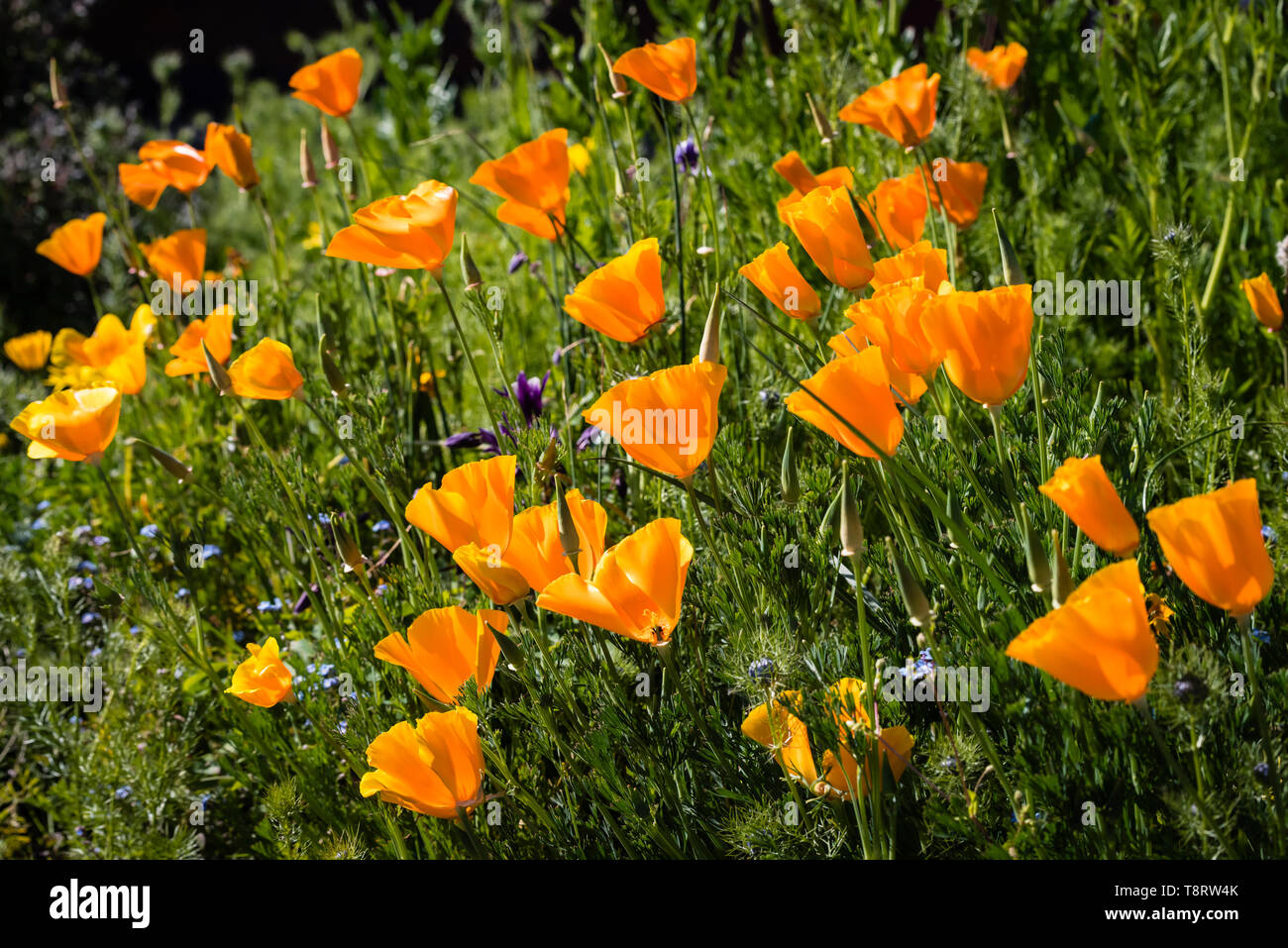 Golden gelb/orange California Poppies (Eschscholzia californica 'Orange King') in einer Blume Grenze. Stockfoto
