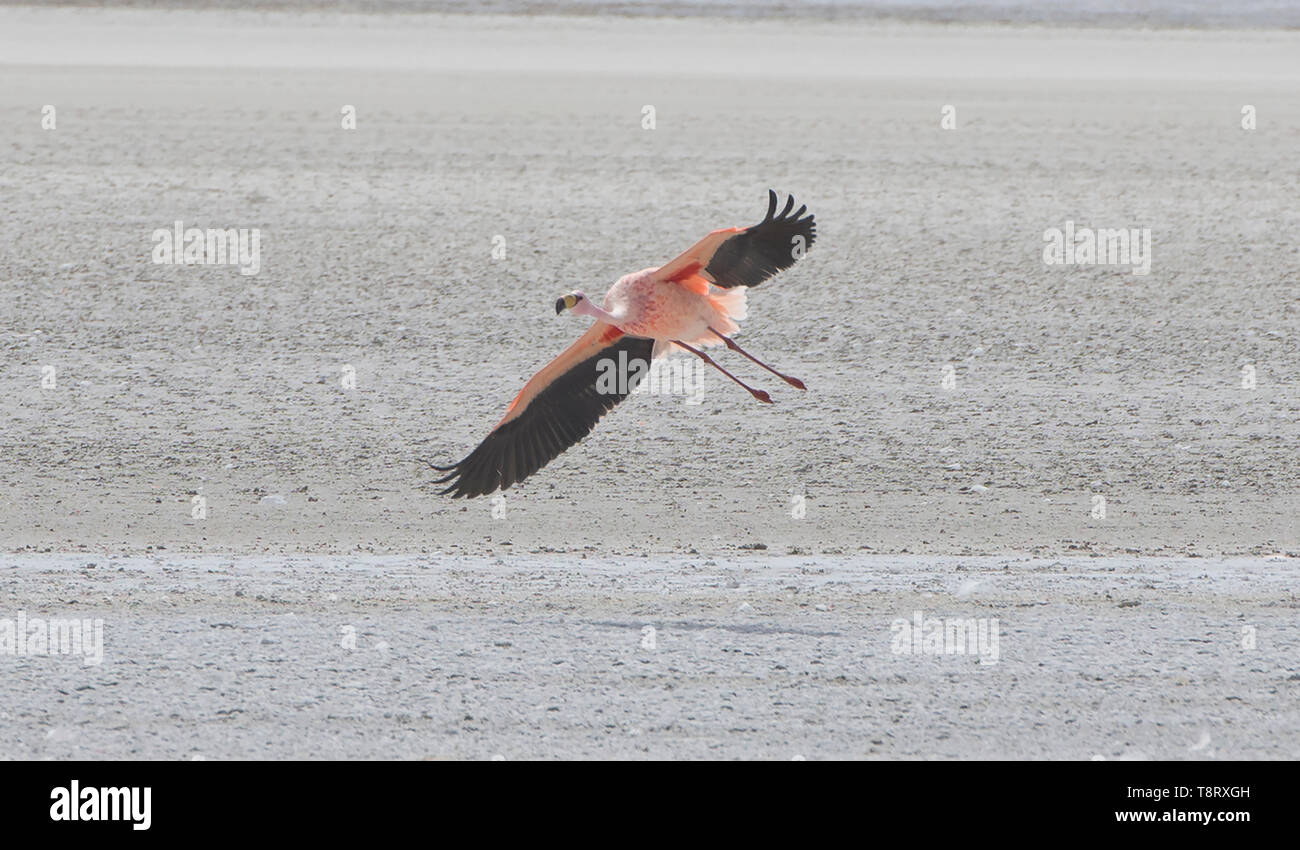 Flying James Flamingo (Phoenicoparrus jamesi), Eduardo Avaroa National Reserve, Salar de Uyuni, Bolivien Stockfoto
