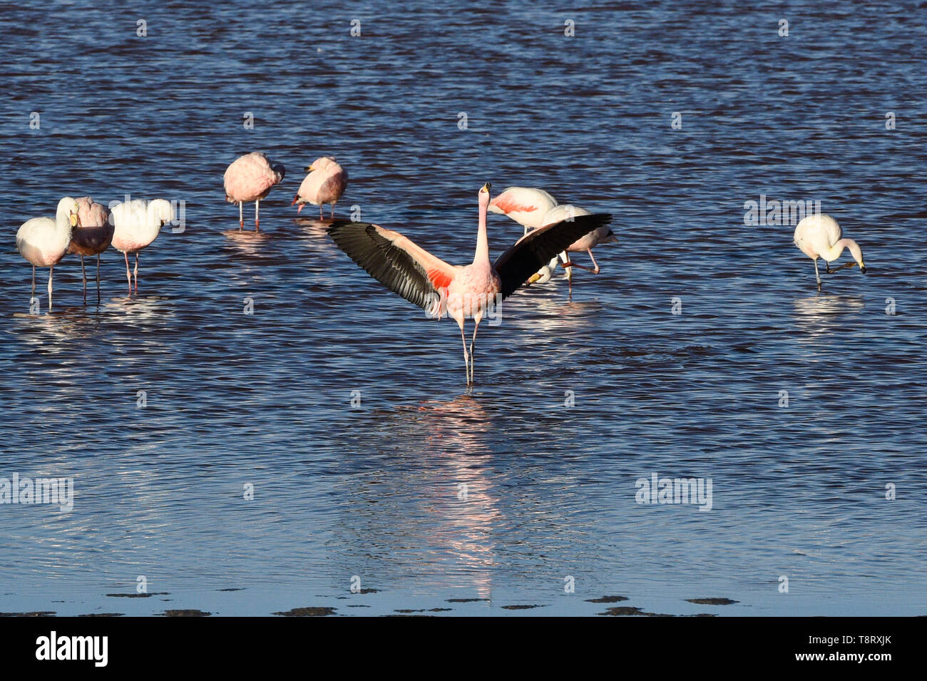 Strutting James Flamingo (Phoenicoparrus jamesi), Eduardo Avaroa National Reserve, Salar de Uyuni, Bolivien Stockfoto
