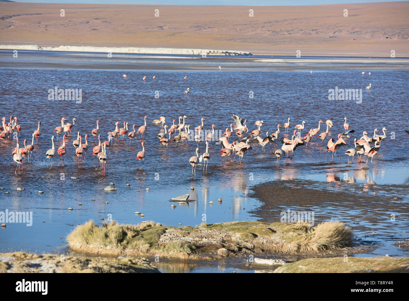 Eine Extravaganz von James, Anden, und chilenische Flamingos an der Laguna Colorada, Salar de Uyuni, Bolivien Stockfoto