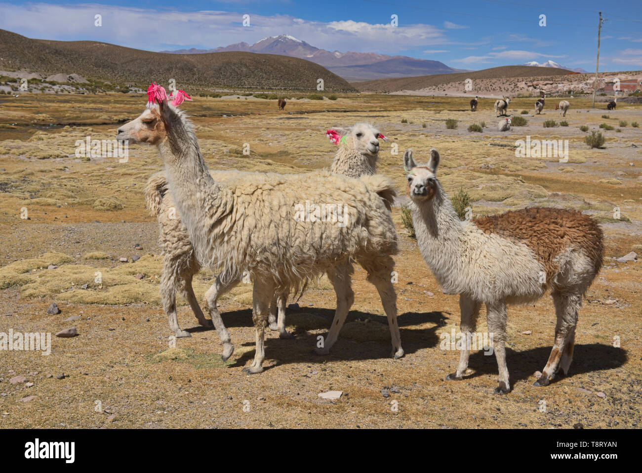 Lamas auf dem Altiplano, Salar de Uyuni, Bolivien Stockfoto