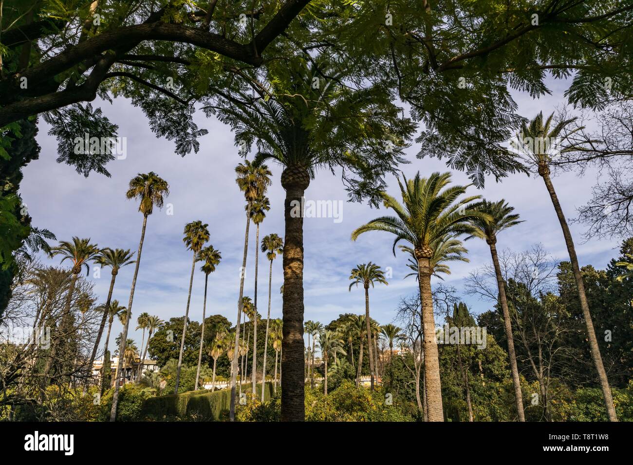 Bis Blick durch die Palmen, Sevilla, Spanien Stockfoto